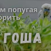 Учим Попугая По Имени Гоша Говорить Видеоурок 1 Гоша Хорошая Птичка
