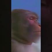 Обезьяна И Плеер