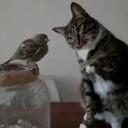 Смотри Какая Красота Прикол С Котом И Птичкой