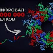 Можно Белку