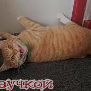Мем С Котами