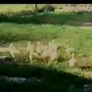 Бабулька Строит Гусей Татарский Прикол