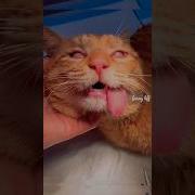 Crying Dat Fire Kitty