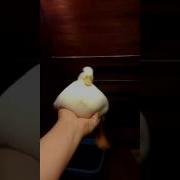Initial Duck
