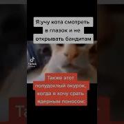 Но Но Но Фир Кот