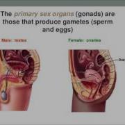Change Testes Into Ovaries Subliminal Isochronic Mtf Transsexual