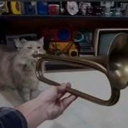 Cat Playing Trumpet Full Version