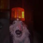 Собака С Мигалкой На Голове