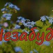 Курнуц Дворовые Песни Дайте Ходу Пароходу Дворовые Песни Песни Нашей Молодости