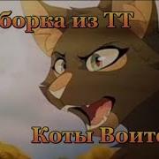 Подборка Из Тик Тока Коты Воители