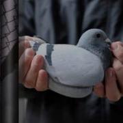 Виктор Петлюра И Анна Воробей Голуби