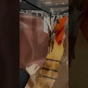 Алла Корж Отказала Модная Железа