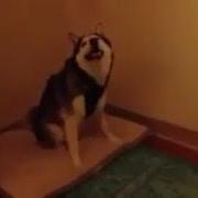 Прикол Собака Чихает