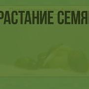 Условия Прорастания Семян