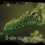 Гусеница О Чем Ты Думаешь