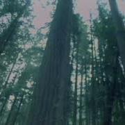 Rain Forest Paul Speer David Lanz