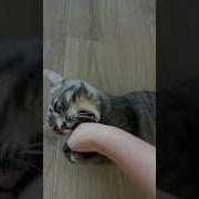 Колыбельная Для Котят Вашему Питомцу Точно Понравится