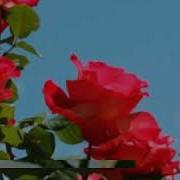 Кори Абдулазиз