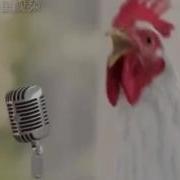 Смешная Песня Петуха И Куриц
