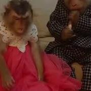 Туй Шаху Аруси Нозанин