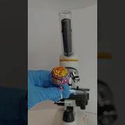 Чупа Чупс Lab