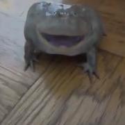 Лягушка Издает Душераздирающий Звук