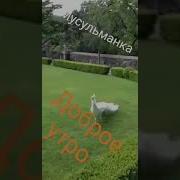 Сабахул Хайр Субх Ба Хайр Доброе Утро Всем