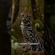Why Ocelots