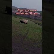 Го Го Го Го Мем 1 Час