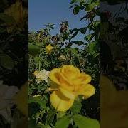 Жёлтая Роза Разлука