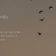 Swan Lake Op 20 Act Ii Dances Of The Swans Iv Allegro Moderato