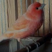 Канарейки Кенар На Распеве Canary Singing