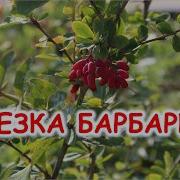 Операция Барбарис