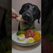 Как Собака Чавкает