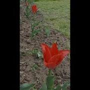 Тюльпаны Расцвели