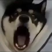 Perfectly Cut Screams Compilation V1