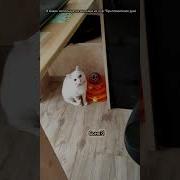 Котоварня Песня Про Кота