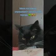 Меня Постоянно Спрашивают Какая У Тебя Порода