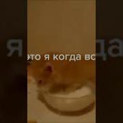 Милый Котик Он Кушает Рыбку