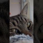 Озвучка Кошачьих Мыслей