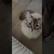 Мечта Про Кота