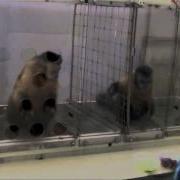 Monkey Monkey