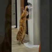 Кот Пьет Воду Из Кулера