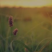 Spring Красивая Расслабляющая Музыка С Флейтой Виолончелью Гитарой И Фортепиано