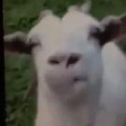 Как Козёл Смеётся