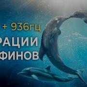 Музыка Для Медитации Дельфины