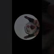 Песня Петро Петро Петро