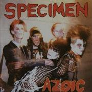 Specimen Sharp Teeth Pretty Teeth 12