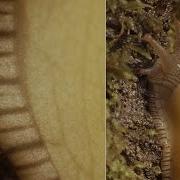 Banana Slug