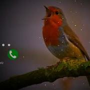 Bird Bgm Ringtones Bird Chirping Instrumental Ringtone Bird Sound Ringtones Rb Beatz